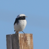 Białorzytka srokata - Oenanthe lugens - Mourning Wheatear