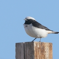 Białorzytka srokata - Oenanthe lugens - Mourning Wheatear
