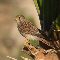 Pustułka zwyczajna - Falco tinnunculus - Common Kestrel