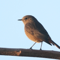 Kopciuszek - Phoenicurus ochruros - Black Redstart
