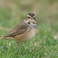 Podróżniczek - Luscinia svecica - Bluethroat