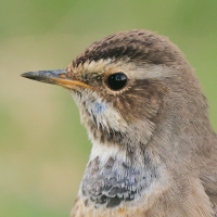 Podróżniczek - Luscinia svecica - Bluethroat
