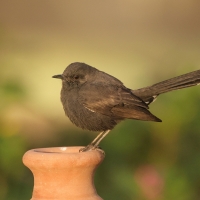 Drozdówka czarna - Cercotrichas podobe - Black scrub-robin