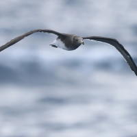 Mewa przydymiona - Ichthyaetus hemprichii - Sooty Gull