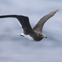 Mewa przydymiona - Ichthyaetus hemprichii - Sooty Gull