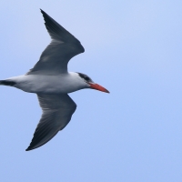 Rybitwa wielkodzioba - Sterna caspia - Caspian Tern