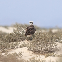Rybołów - Pandion haliaetus - Osprey