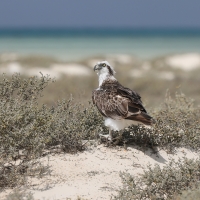 Rybołów - Pandion haliaetus - Osprey