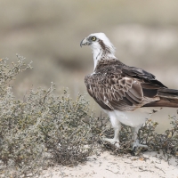Rybołów - Pandion haliaetus - Osprey
