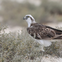 Rybołów - Pandion haliaetus - Osprey