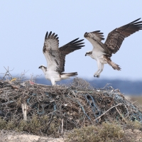 Rybołów - Pandion haliaetus - Osprey