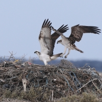 Rybołów - Pandion haliaetus - Osprey
