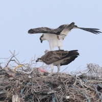 Rybołów - Pandion haliaetus - Osprey