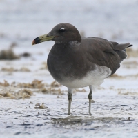 Mewa przydymiona - Ichthyaetus hemprichii - Sooty Gull