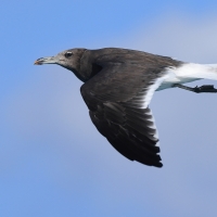 Mewa przydymiona - Ichthyaetus hemprichii - Sooty Gull