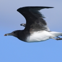 Mewa przydymiona - Ichthyaetus hemprichii - Sooty Gull