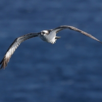 Rybołów - Pandion haliaetus - Osprey