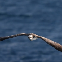 Rybołów - Pandion haliaetus - Osprey