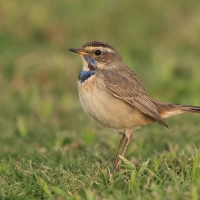 Podróżniczek - Luscinia svecica - Bluethroat