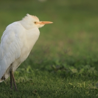 Czapla złotawa - Bubulcus ibis - Western Cattle Egret