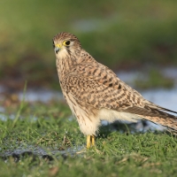 Pustułka zwyczajna - Falco tinnunculus - Common Kestrel