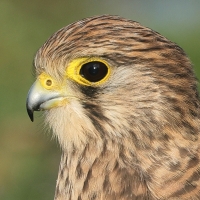 Pustułka zwyczajna - Falco tinnunculus - Common Kestrel