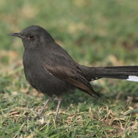 Drozdówka czarna - Cercotrichas podobe - Black scrub-robin