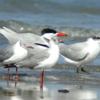 Rybitwa wielkodzioba - Sterna caspia - Caspian Tern