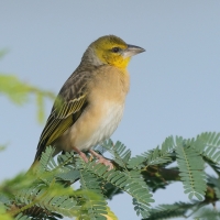 Wikłacz zmienny - Ploceus cucullatus - Village Weaver