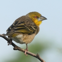 Wikłacz zmienny - Ploceus cucullatus - Village Weaver