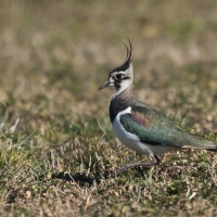 Czajka - Vanellus vanellus - Northern Lapwing