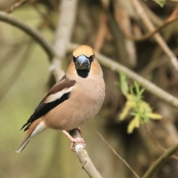Grubodziób - Coccothraustes coccothraustes - Hawfinch