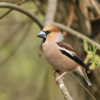 Grubodziób - Coccothraustes coccothraustes - Hawfinch