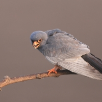 Kobczyk zwyczajny - Falco vespertinus - Red-footed Falcon