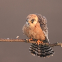 Kobczyk zwyczajny - Falco vespertinus - Red-footed Falcon