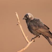 Kawka - Corvus monedula - Eurasian Jackdaw