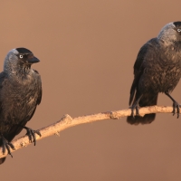 Kawka - Corvus monedula - Eurasian Jackdaw