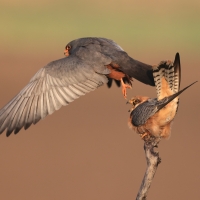 Kobczyk zwyczajny - Falco vespertinus - Red-footed Falcon