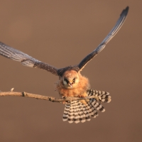 Kobczyk zwyczajny - Falco vespertinus - Red-footed Falcon