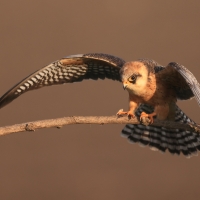 Kobczyk zwyczajny - Falco vespertinus - Red-footed Falcon