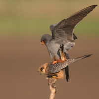 Kobczyk zwyczajny - Falco vespertinus - Red-footed Falcon