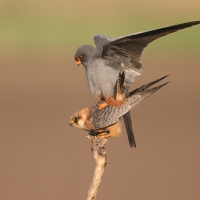Kobczyk zwyczajny - Falco vespertinus - Red-footed Falcon