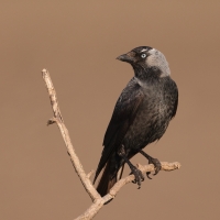 Kawka - Corvus monedula - Eurasian Jackdaw