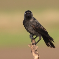 Kawka - Corvus monedula - Eurasian Jackdaw