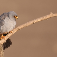 Kobczyk zwyczajny - Falco vespertinus - Red-footed Falcon