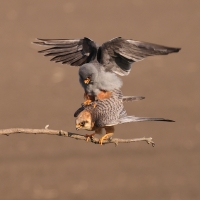 Kobczyk zwyczajny - Falco vespertinus - Red-footed Falcon