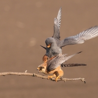 Kobczyk zwyczajny - Falco vespertinus - Red-footed Falcon