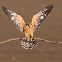 Kobczyk zwyczajny - Falco vespertinus - Red-footed Falcon