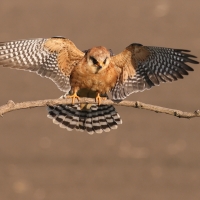 Kobczyk zwyczajny - Falco vespertinus - Red-footed Falcon