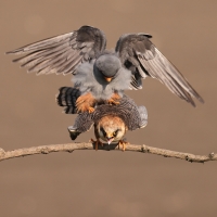 Kobczyk zwyczajny - Falco vespertinus - Red-footed Falcon